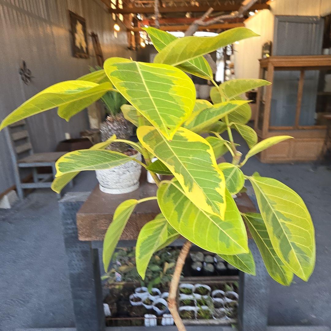 ⑥　フィカス　アルテシマ　曲がり仕立て８号　最高等級