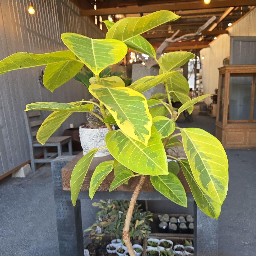 ⑥　フィカス　アルテシマ　曲がり仕立て８号　最高等級