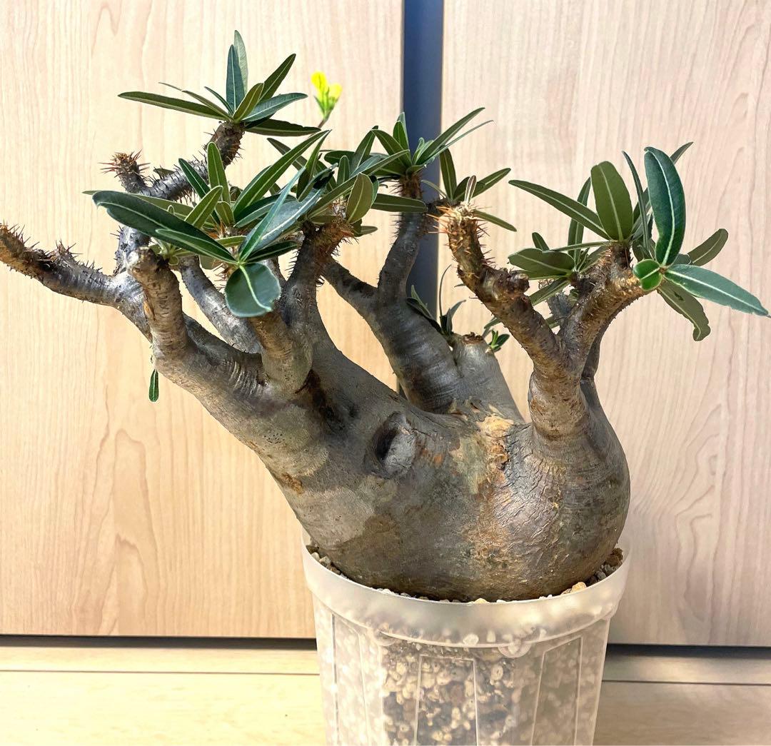 パキポディウムグラキリス　現地球　現地株　発根済み　発根確認済み　多枝　花付き