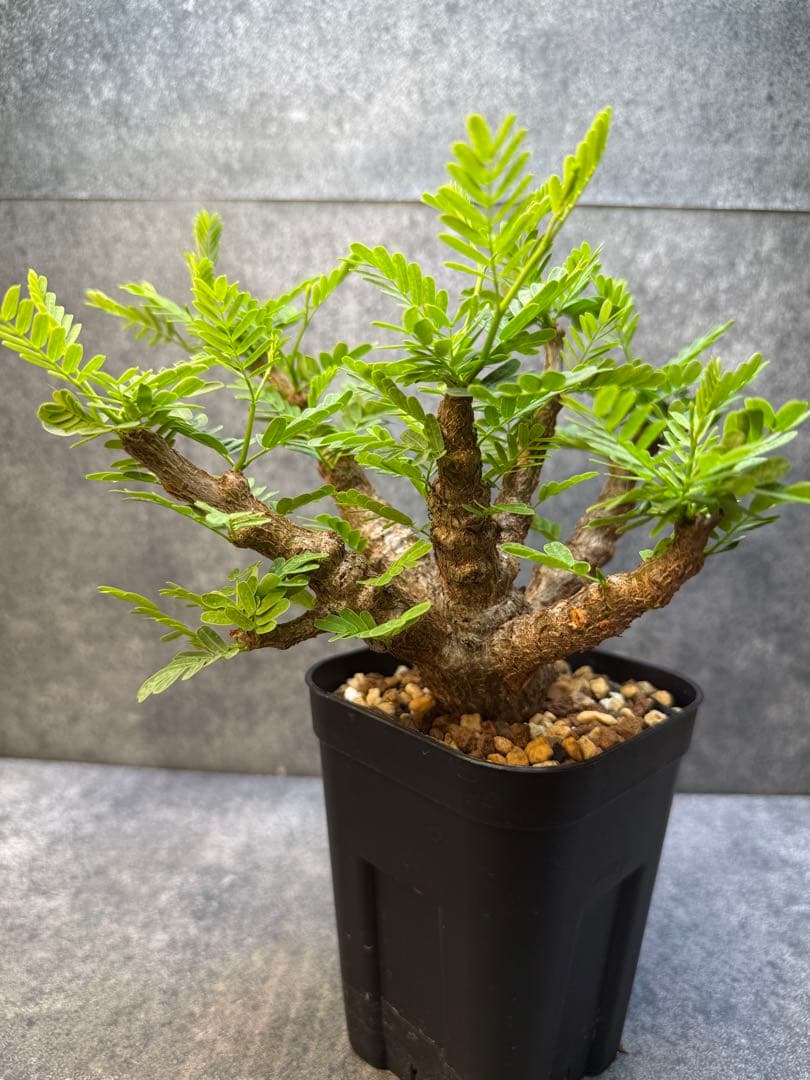 センナ　メリディオナリス　海外実生　発根済み　421