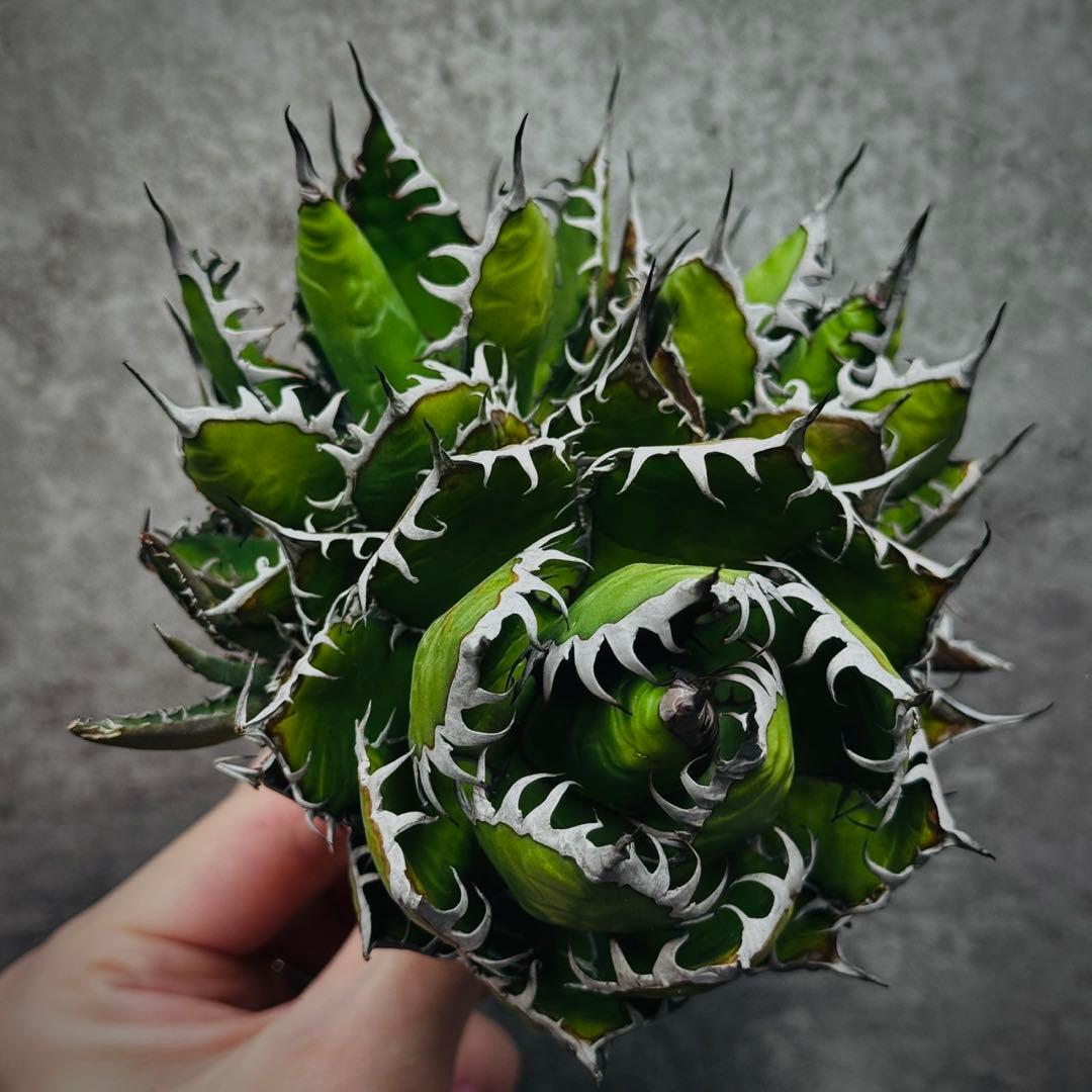 ノ*リ様 多肉植物・アガベ・チタノタ・ホリダ・極上強刺・三頭株