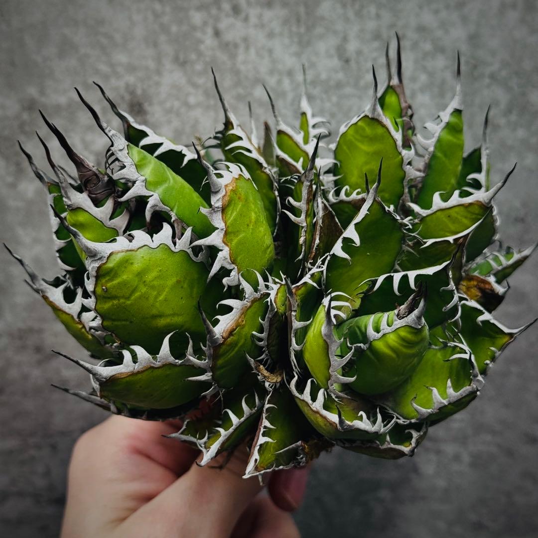 ノ*リ様 多肉植物・アガベ・チタノタ・ホリダ・極上強刺・三頭株