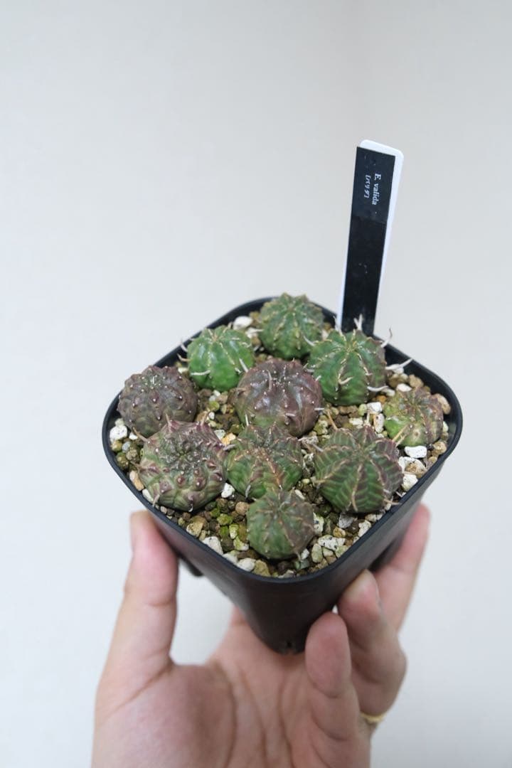 n*n様 ユーフォルビア　バリダ