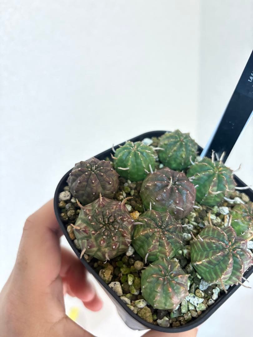 n*n様 ユーフォルビア　バリダ