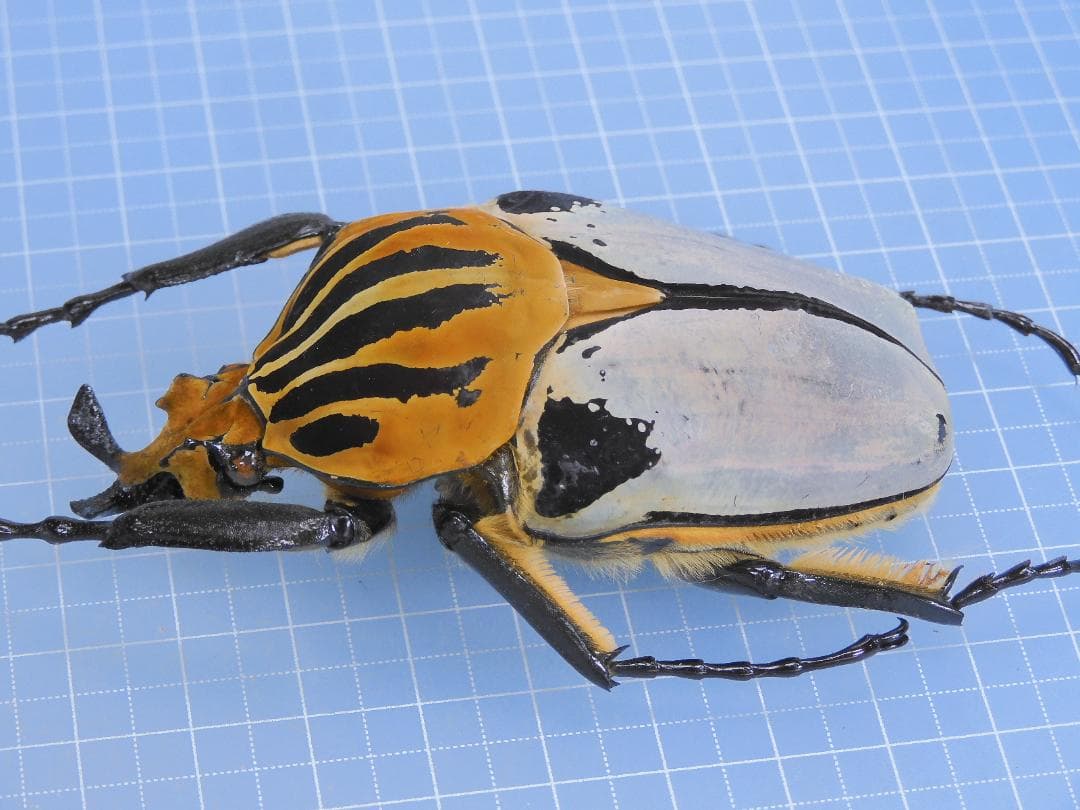 標本 Goliathus cacicus 80mm