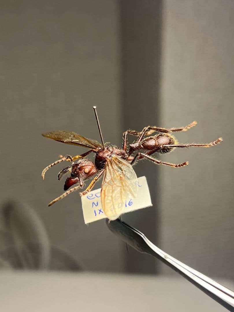 【開翅標本】パラポネラ アシナガアリ いきもの大図鑑 蟻 クロオオアリ