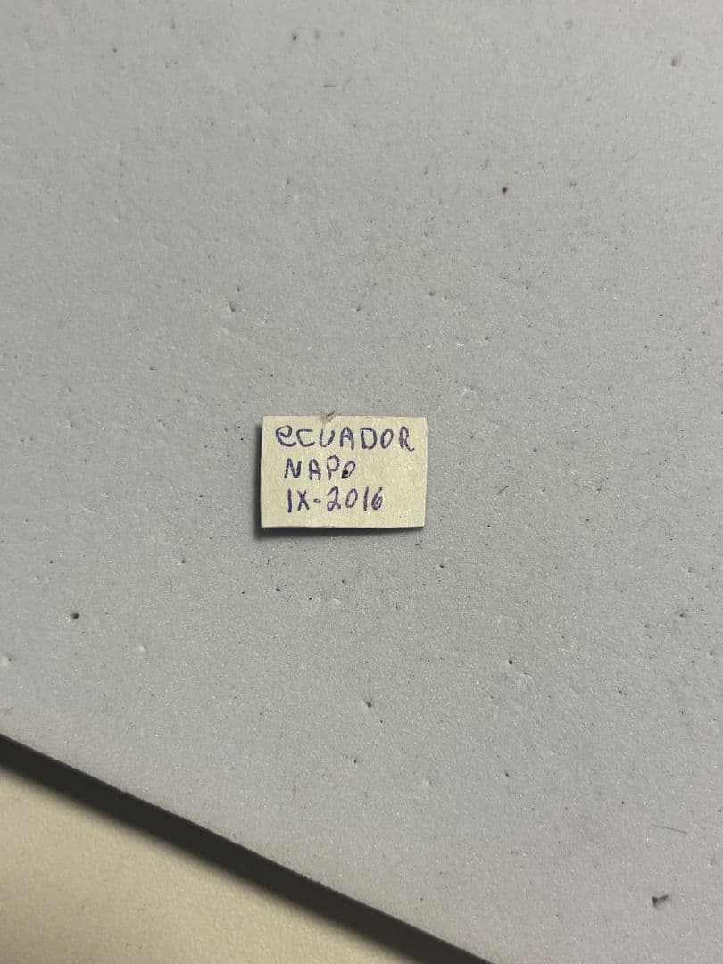 【開翅標本】パラポネラ アシナガアリ いきもの大図鑑 蟻 クロオオアリ