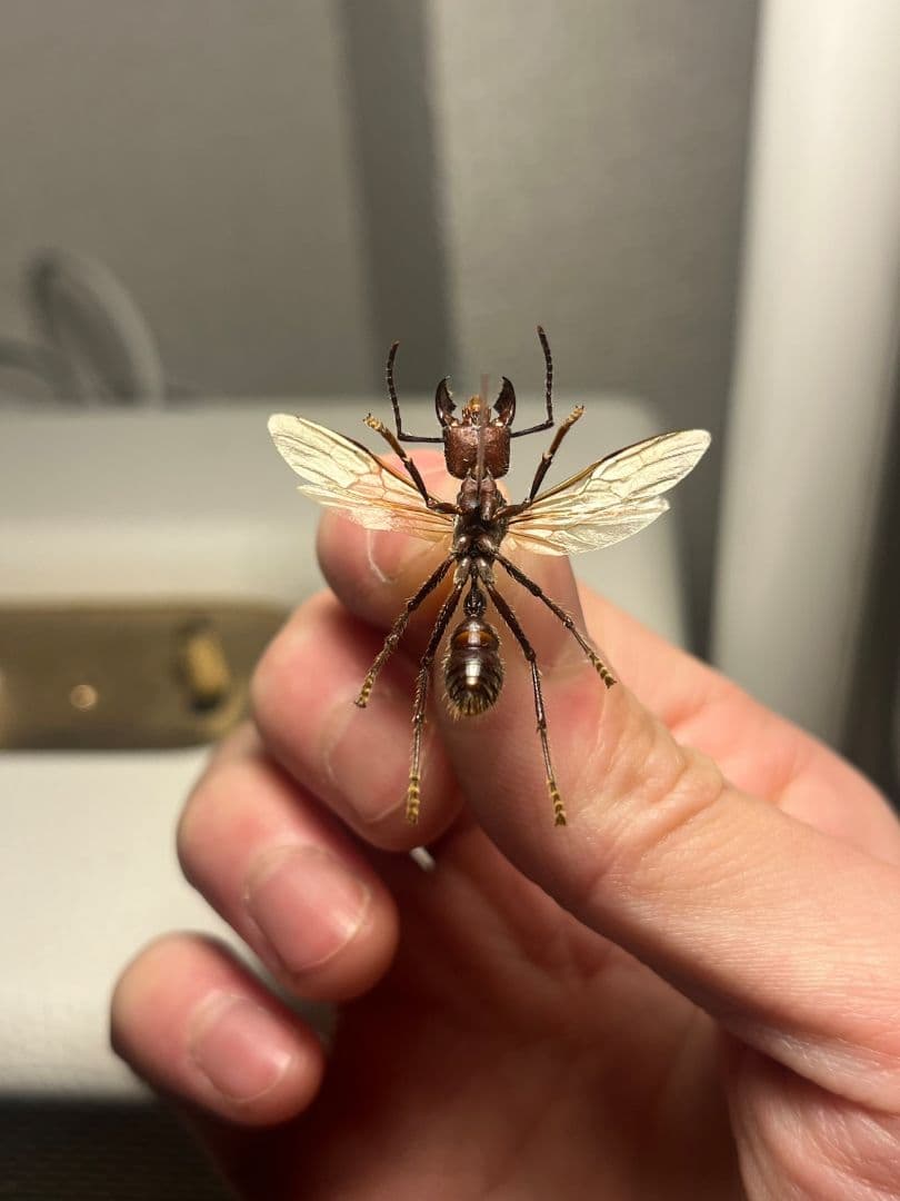 【開翅標本】パラポネラ アシナガアリ いきもの大図鑑 蟻 クロオオアリ