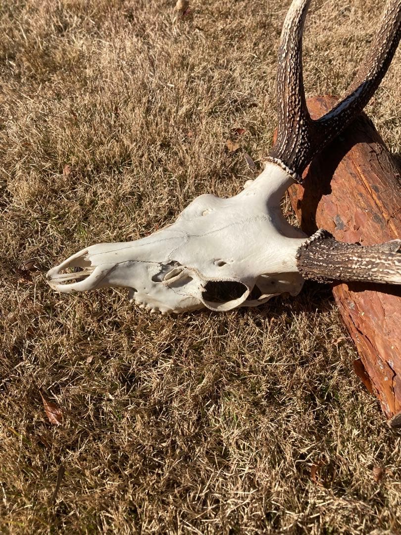 ニホンシカの頭骨　鹿の角 三段角　ハンティングトロフィー No.1