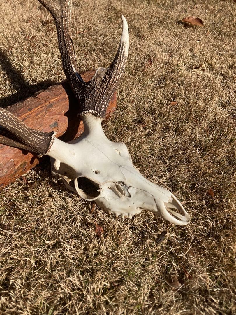 ニホンシカの頭骨　鹿の角 三段角　ハンティングトロフィー No.1