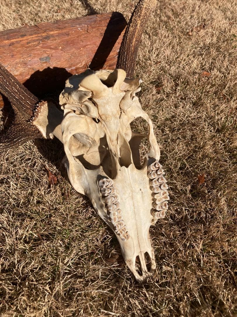 ニホンシカの頭骨　鹿の角 三段角　ハンティングトロフィー No.1