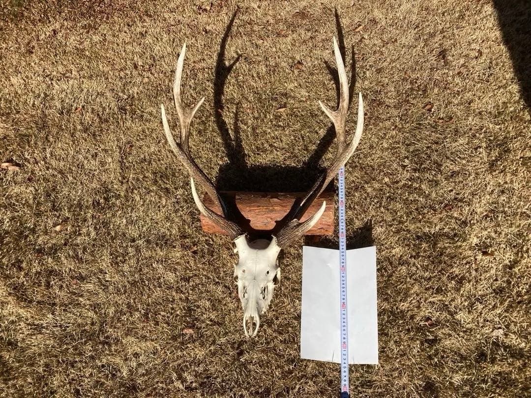 ニホンシカの頭骨　鹿の角 三段角　ハンティングトロフィー No.1