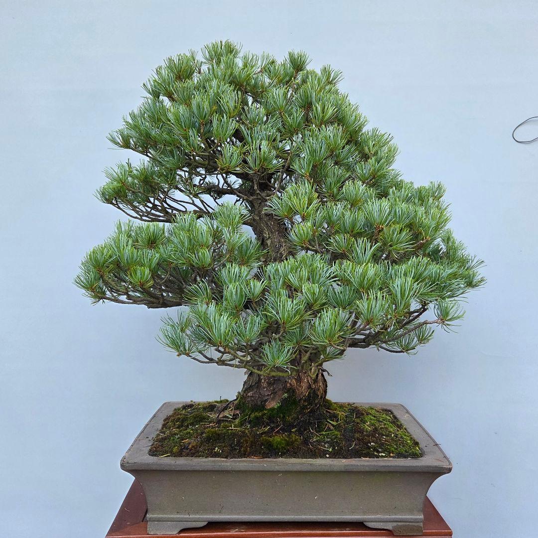五葉松　[模様木]　大品盆栽