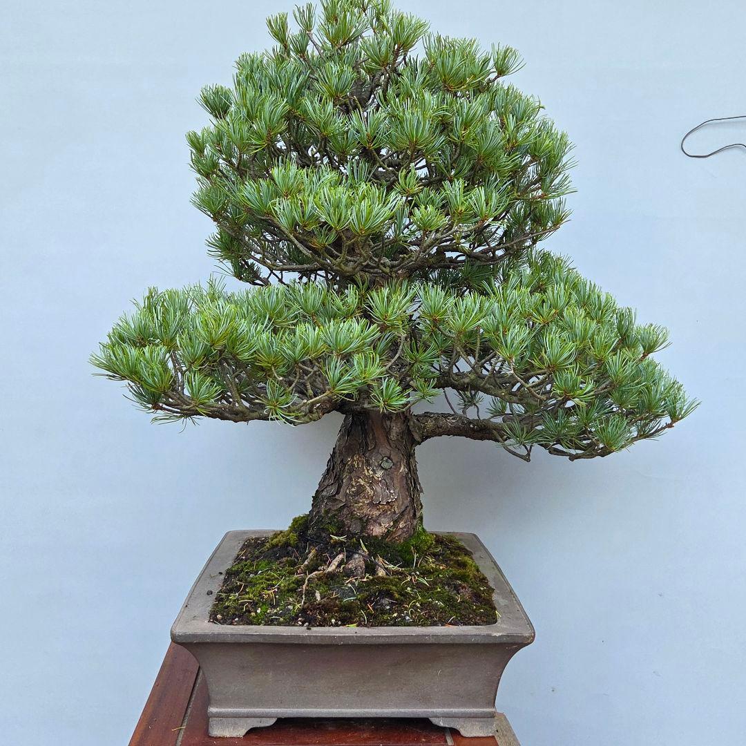 五葉松　[模様木]　大品盆栽