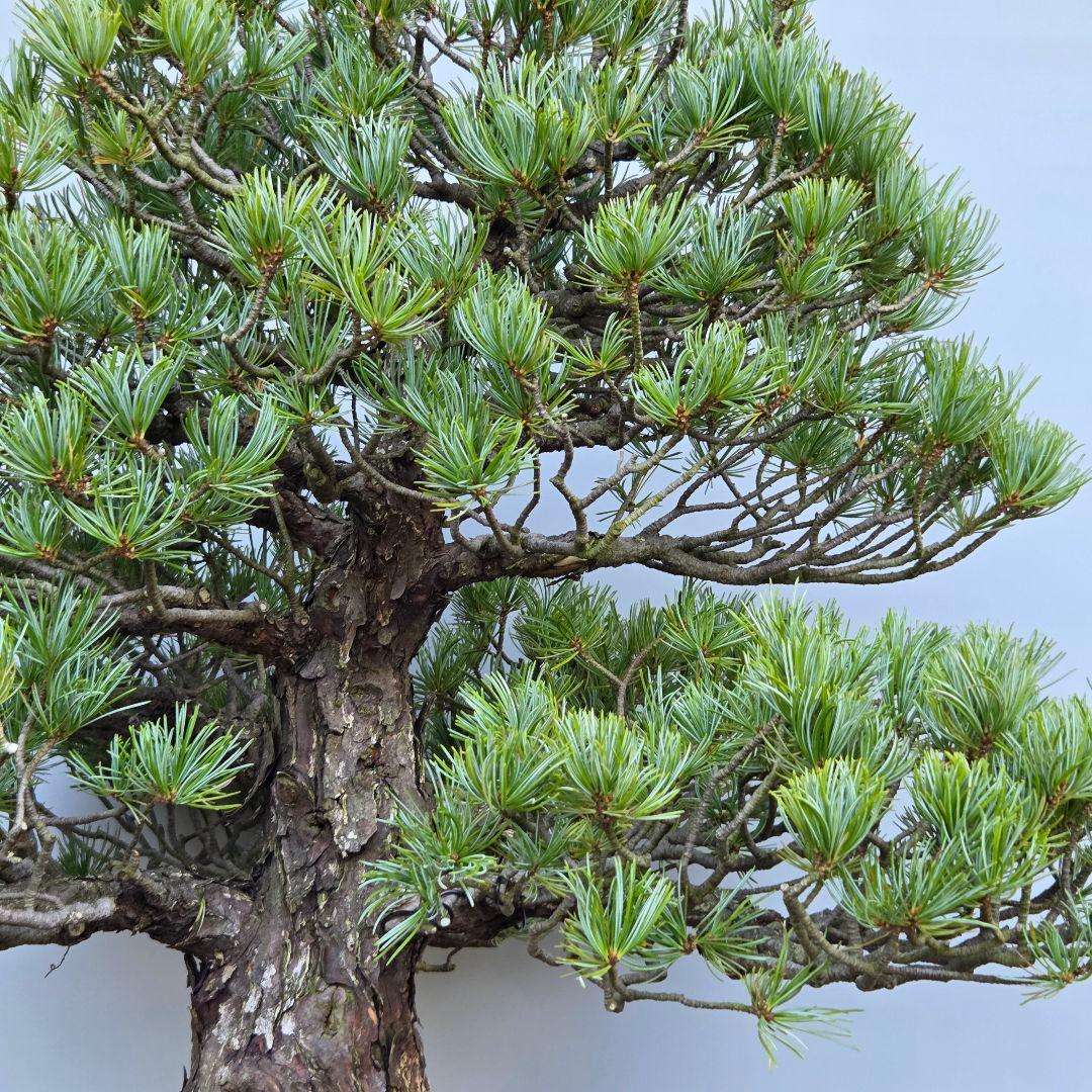 五葉松　[模様木]　大品盆栽