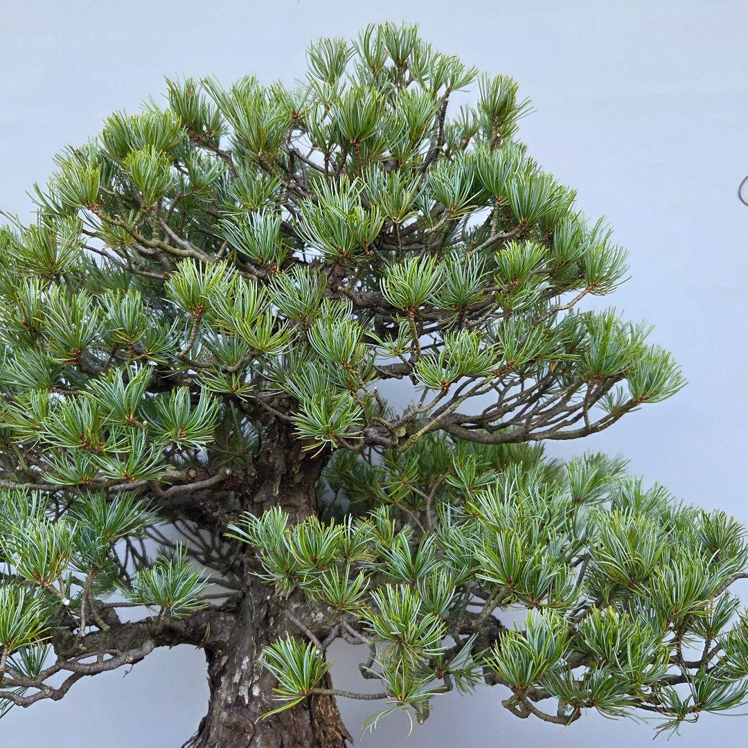 五葉松　[模様木]　大品盆栽