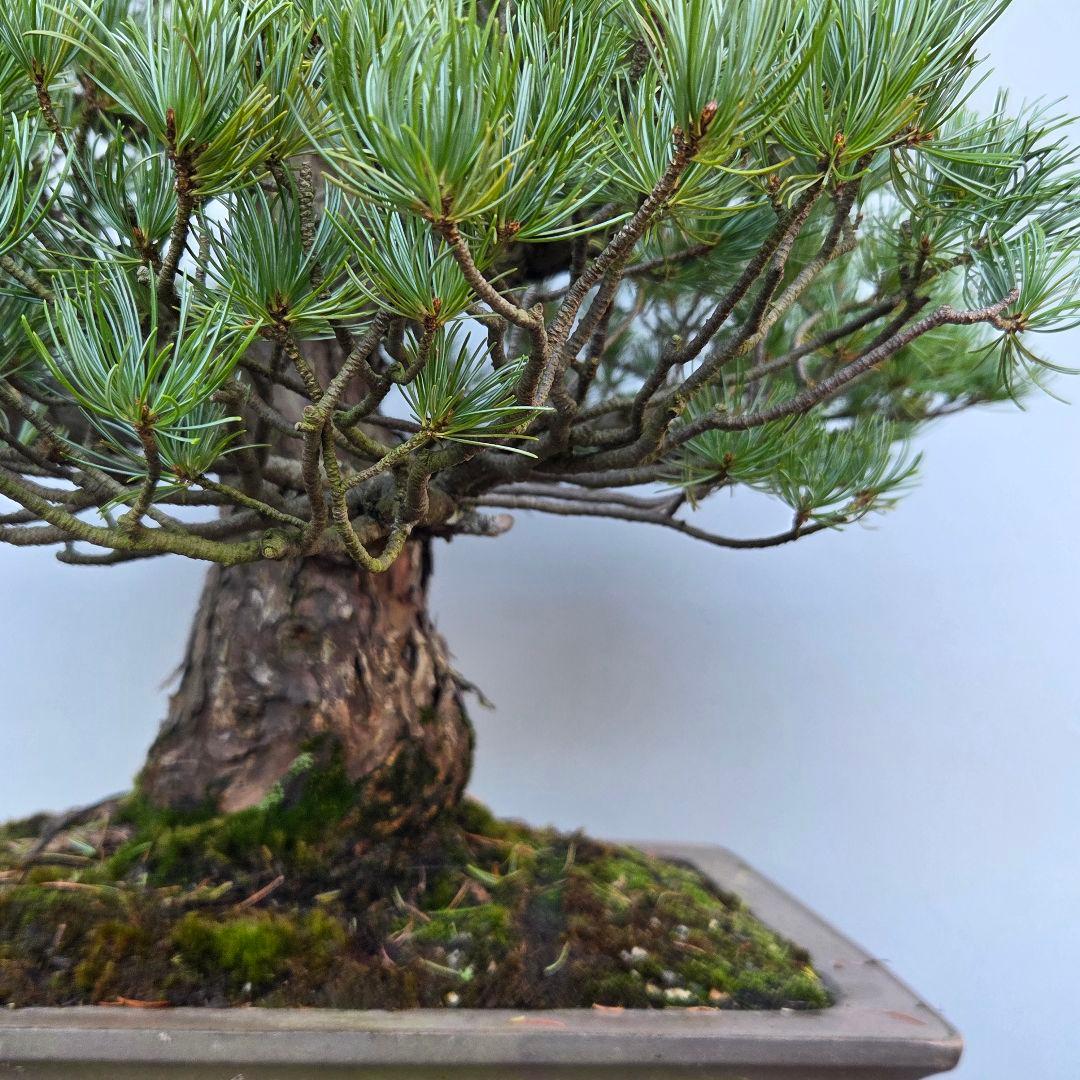 五葉松　[模様木]　大品盆栽