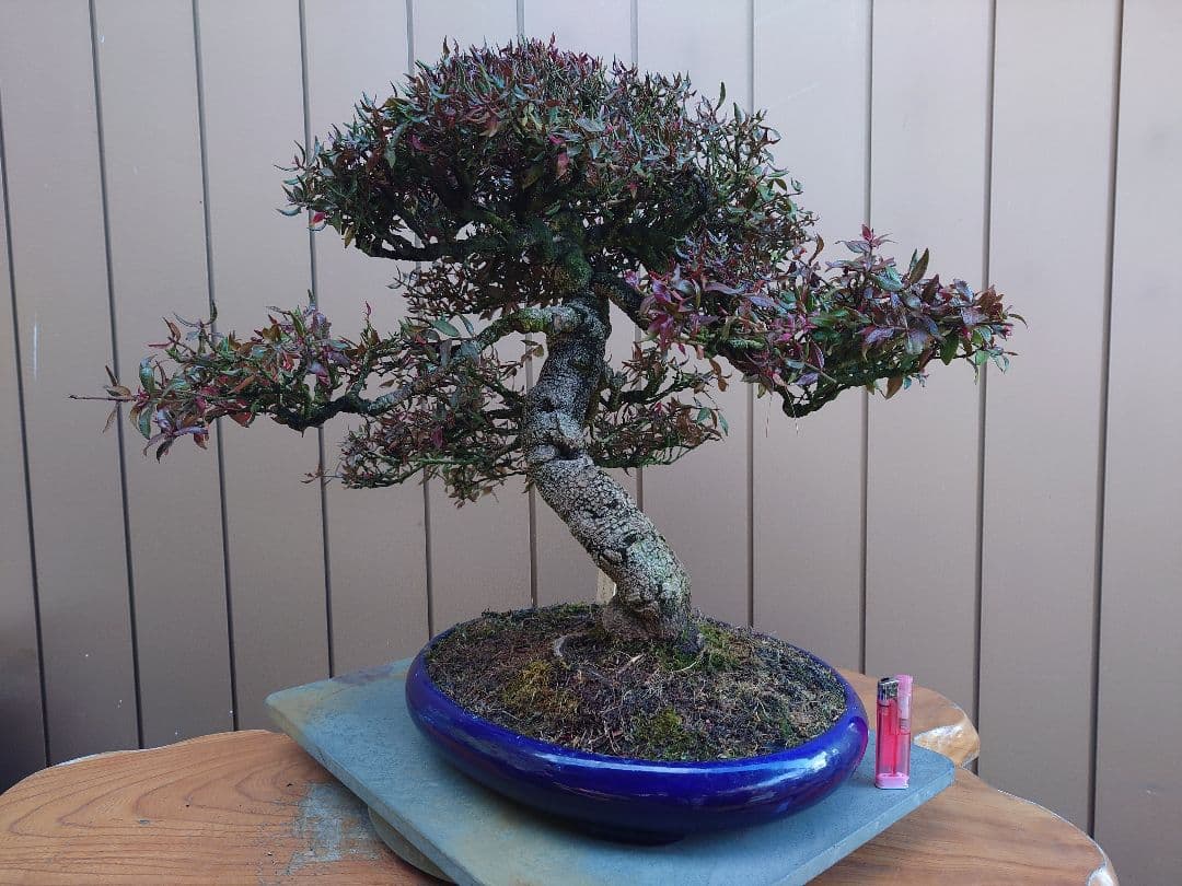 盆栽　縮緬葛　樹高52cm 鉢・鴻陽