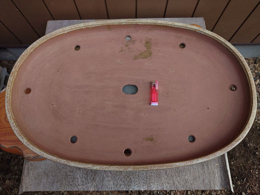 盆栽　鉢　緑巳斉春松　幅76.8cm