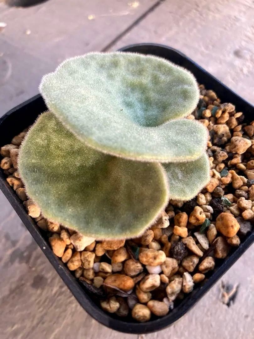 チレコドン シングラリス 鉢ごと発送②