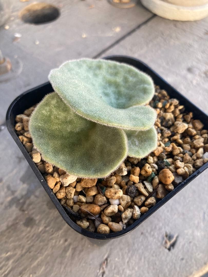 チレコドン シングラリス 鉢ごと発送②