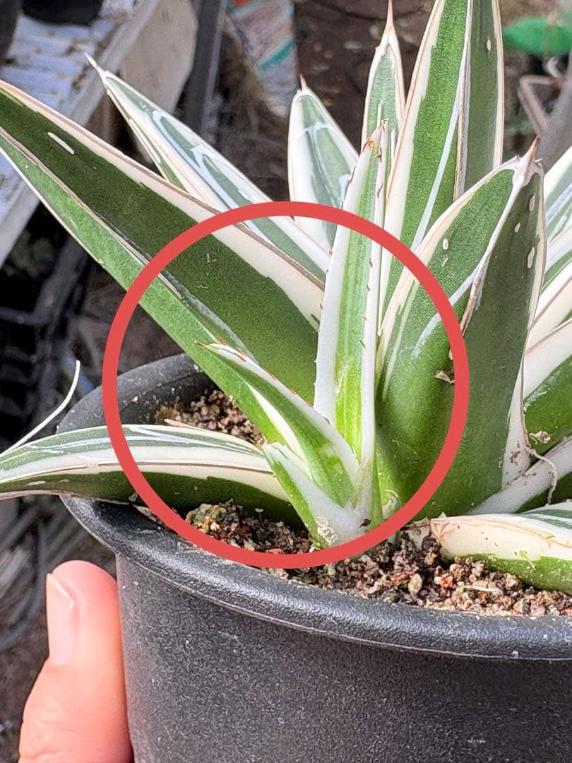 アガベ　氷山　鉢ごと　子株付き