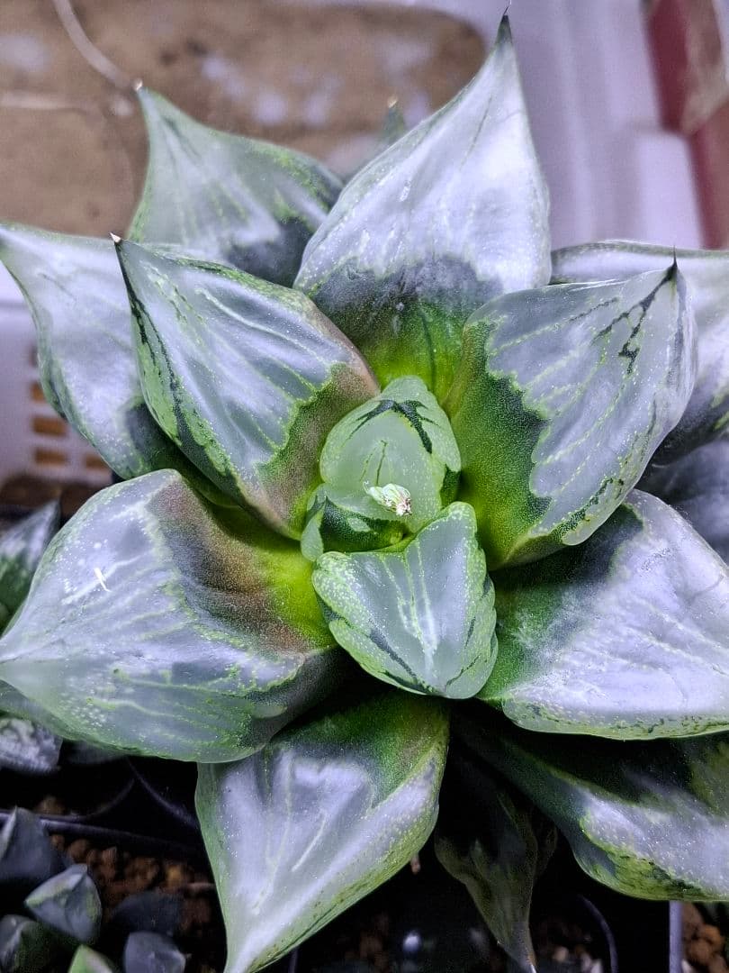 ハオルチア裏般若　徳大！　検索用…コンプト、オブツーサ、錦、コレクタ、