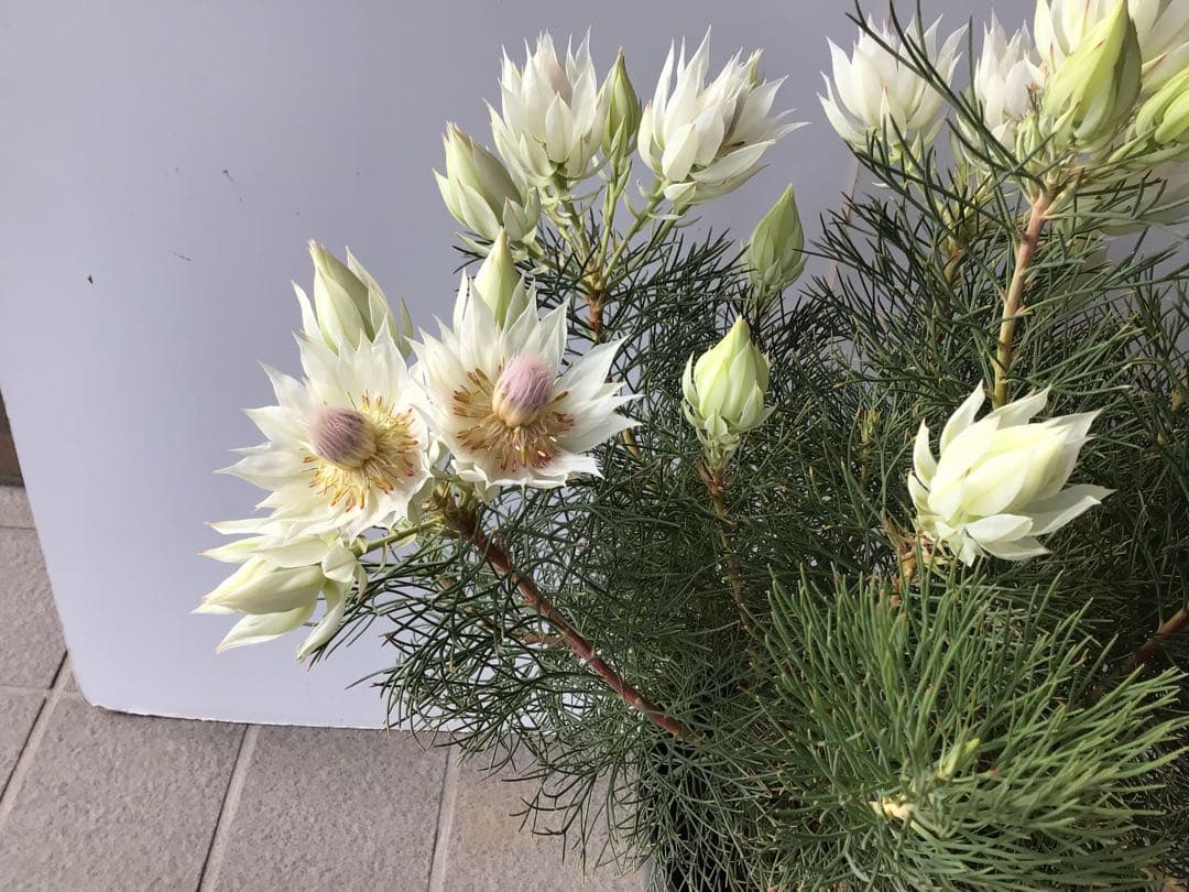 ①幹が太くしっかり根が張ってる特選品‼︎ セルリア・ブラッシングブライト