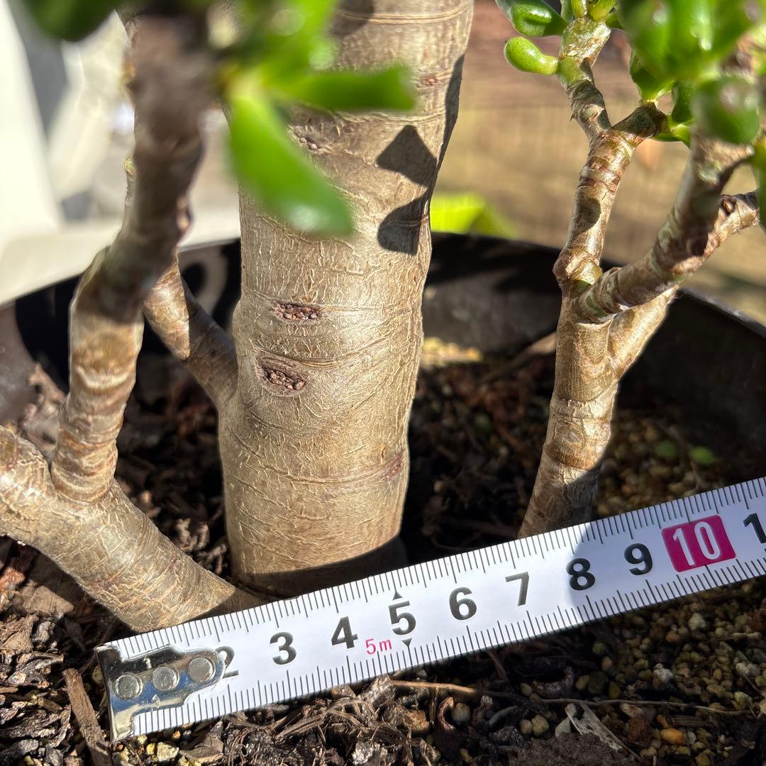 hashi8812　クラッスラ　ゴーラム　多肉植物 金の成る木 宇宙の木