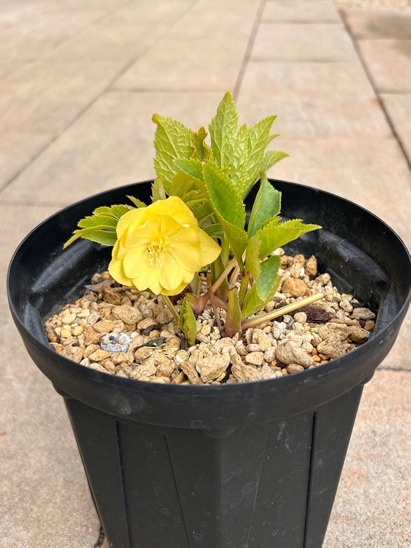 メロンゴールド系フレグランスクリスマスローズ