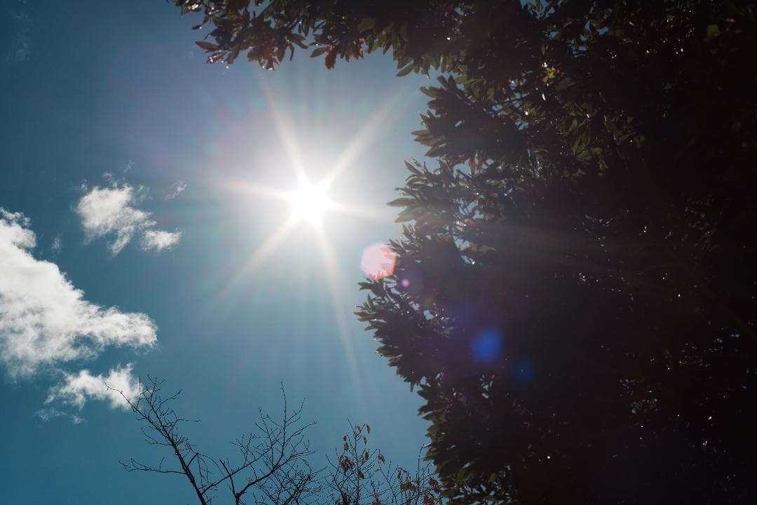 希少品！自然描写のOLYMPUS ZUIKO 50mm F2 MACRO 340