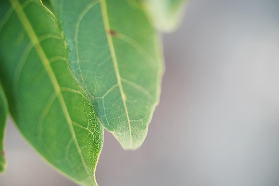 希少品！自然描写のOLYMPUS ZUIKO 50mm F2 MACRO 340
