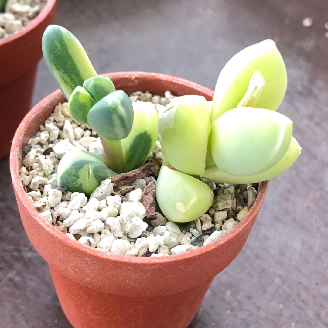 専用‼︎多肉植物^o^  レーマニー錦