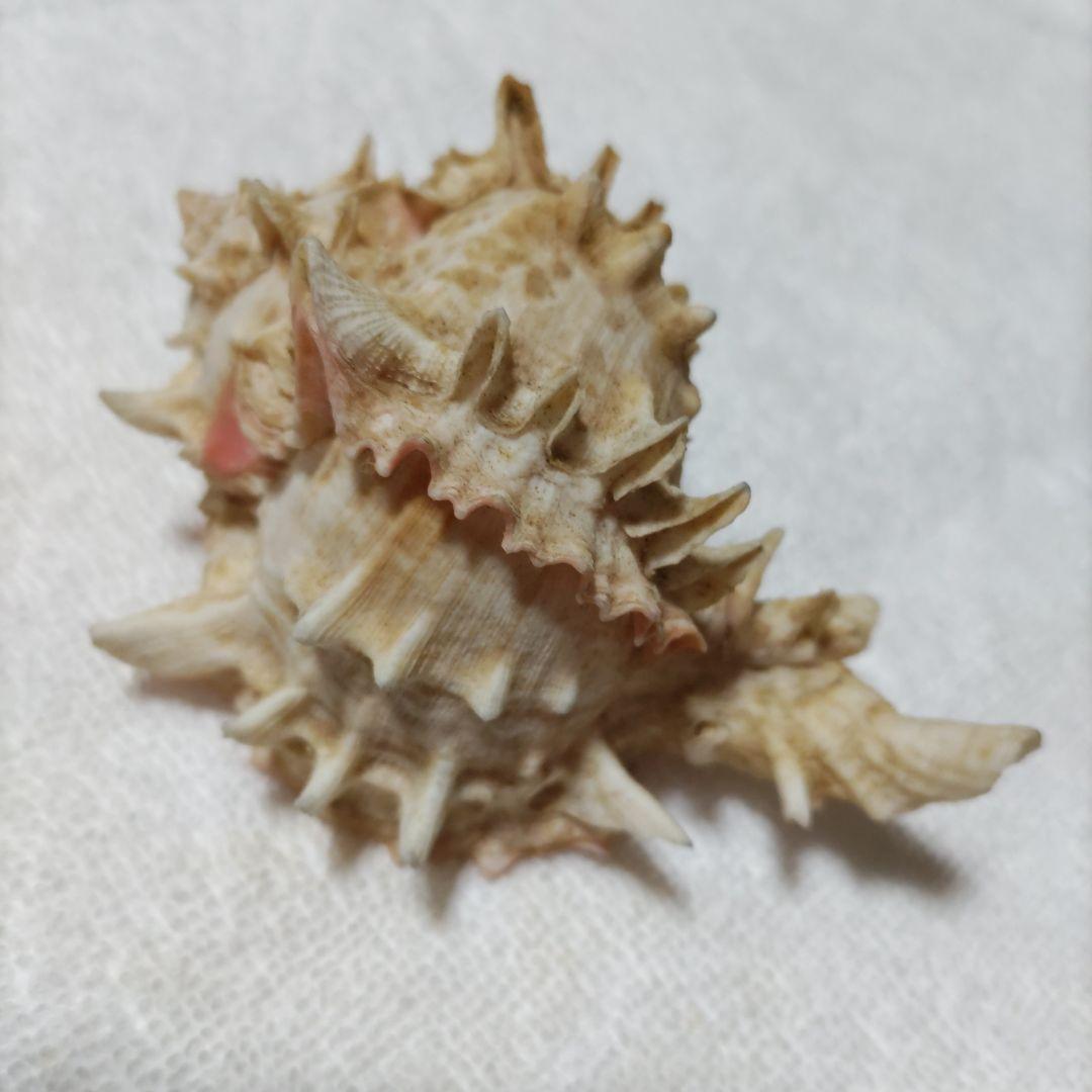 【希少】1960年 オーストラリア 木曜島 紅岩石 藤井富太郎氏 ゆかりの品