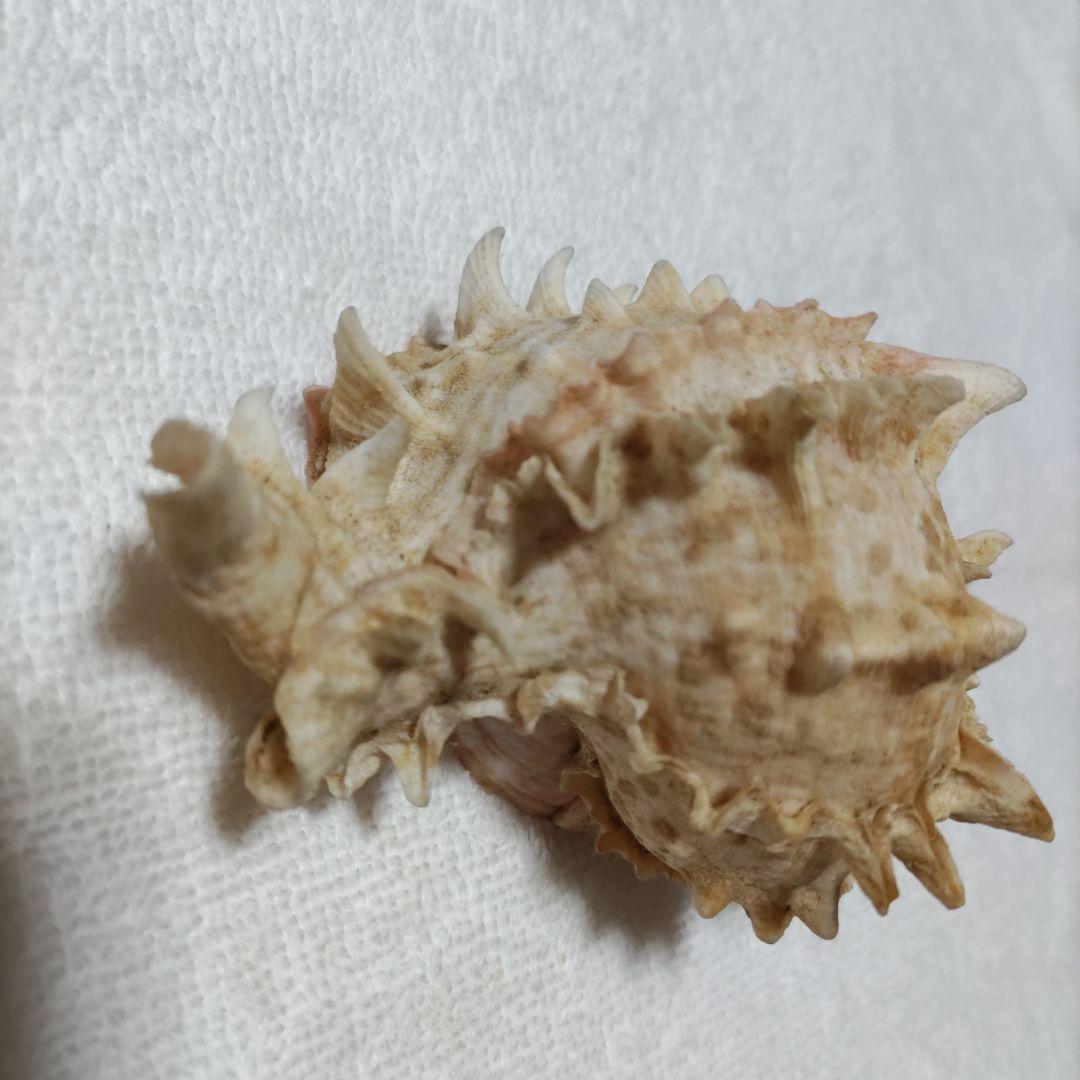 【希少】1960年 オーストラリア 木曜島 紅岩石 藤井富太郎氏 ゆかりの品