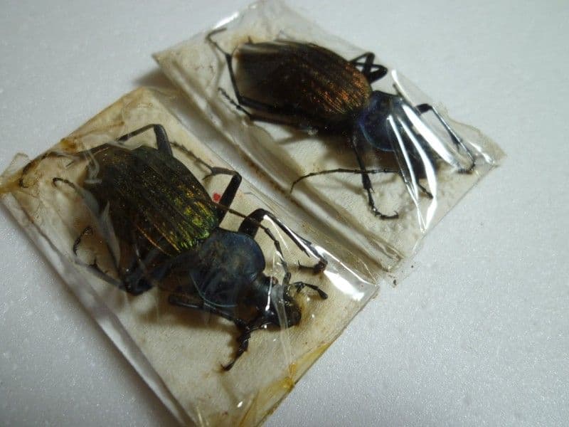 【外国産蝶標本】リンパリスモルフォ♂/ペルー産/82mm