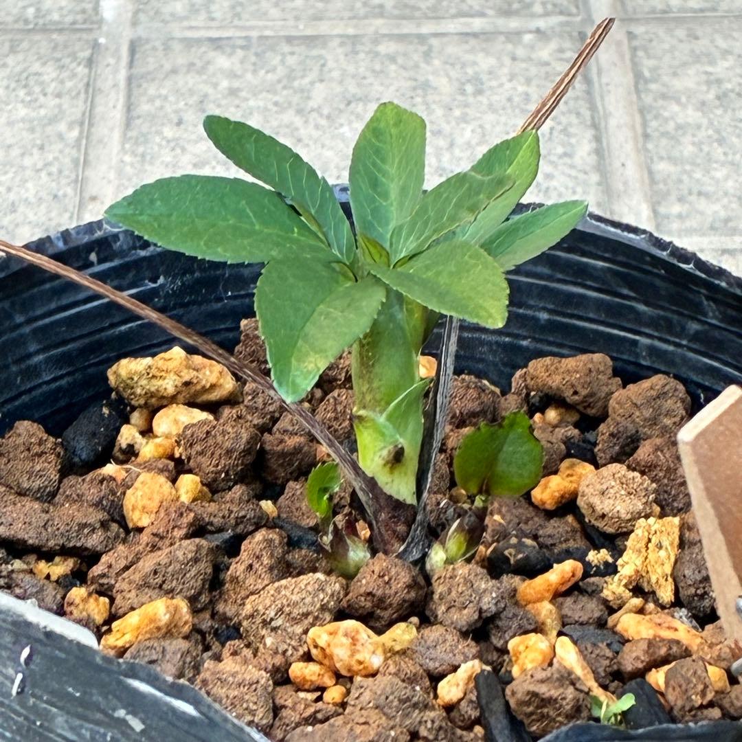 ヒ*イ様 ☘️蕾付き☘️3317⭐️小輪⭐️ペールピンクぼかし⭐️クリア美人⭐️