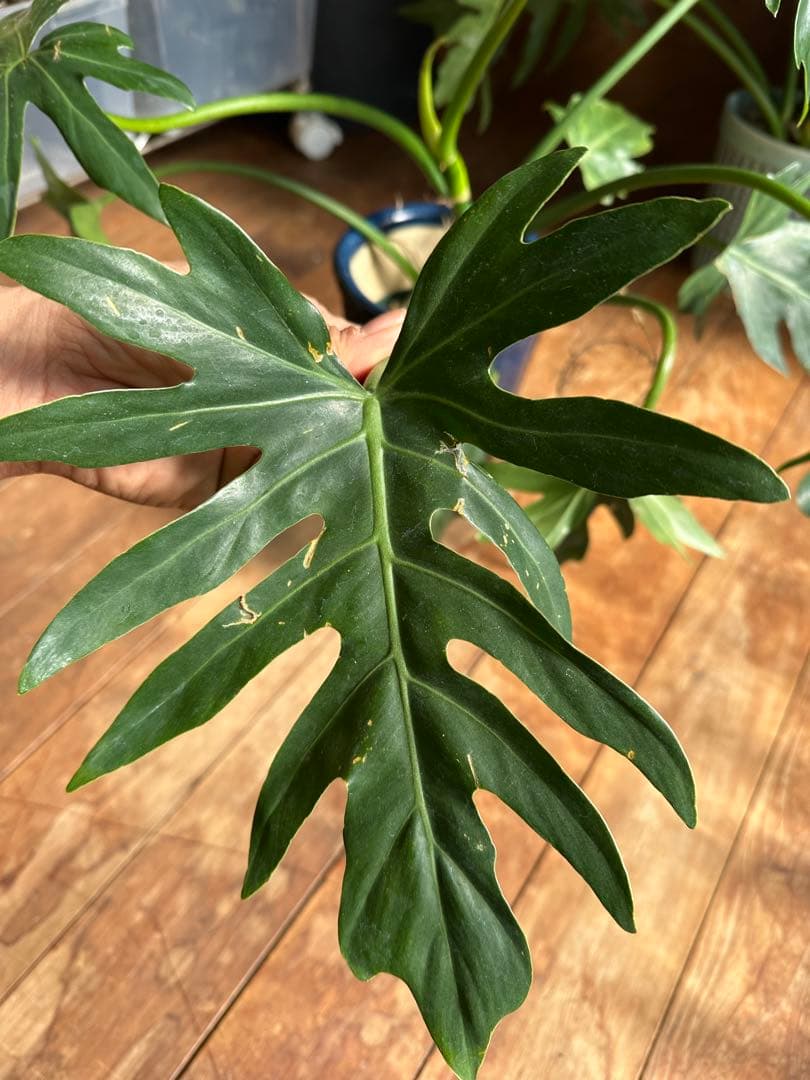フィロデンドロンセローム斑入りPhilodendron selloum var.