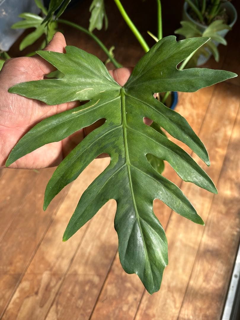 フィロデンドロンセローム斑入りPhilodendron selloum var.