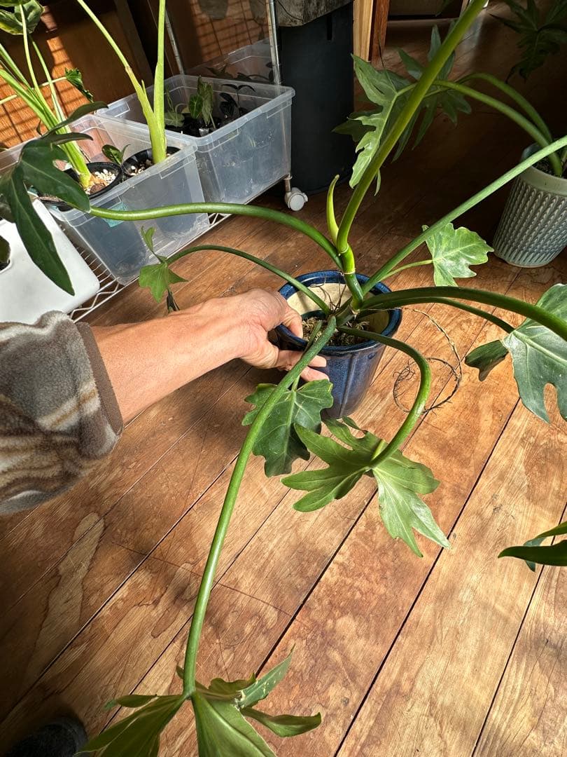 フィロデンドロンセローム斑入りPhilodendron selloum var.