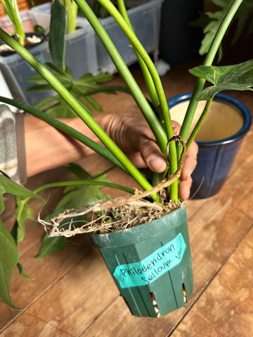 フィロデンドロンセローム斑入りPhilodendron selloum var.