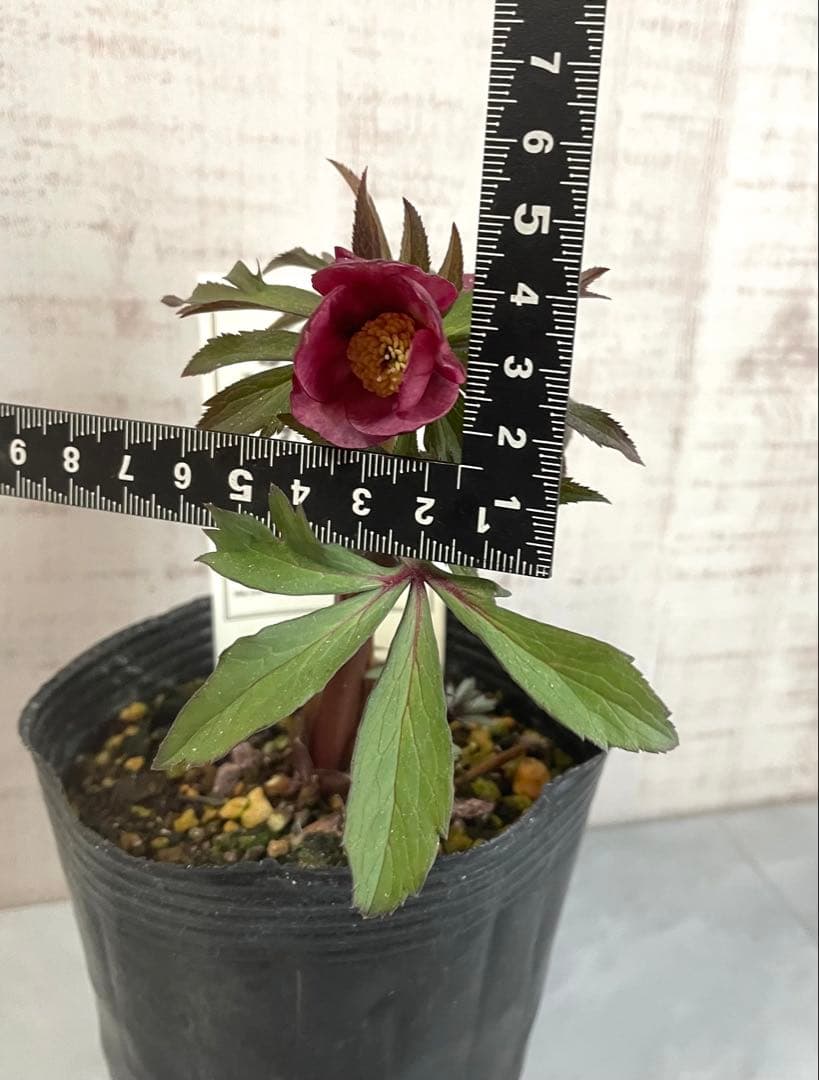 専用です。オキシ系　小輪ピンクゴールド&広瀬ピンクゴールド　２点