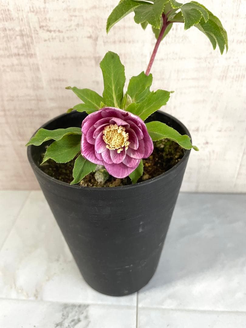 専用です。オキシ系　小輪ピンクゴールド&広瀬ピンクゴールド　２点