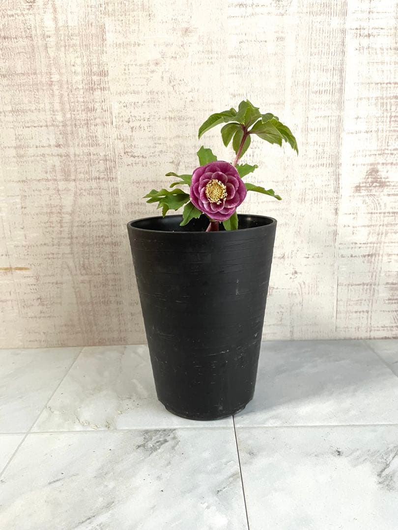 専用です。オキシ系　小輪ピンクゴールド&広瀬ピンクゴールド　２点