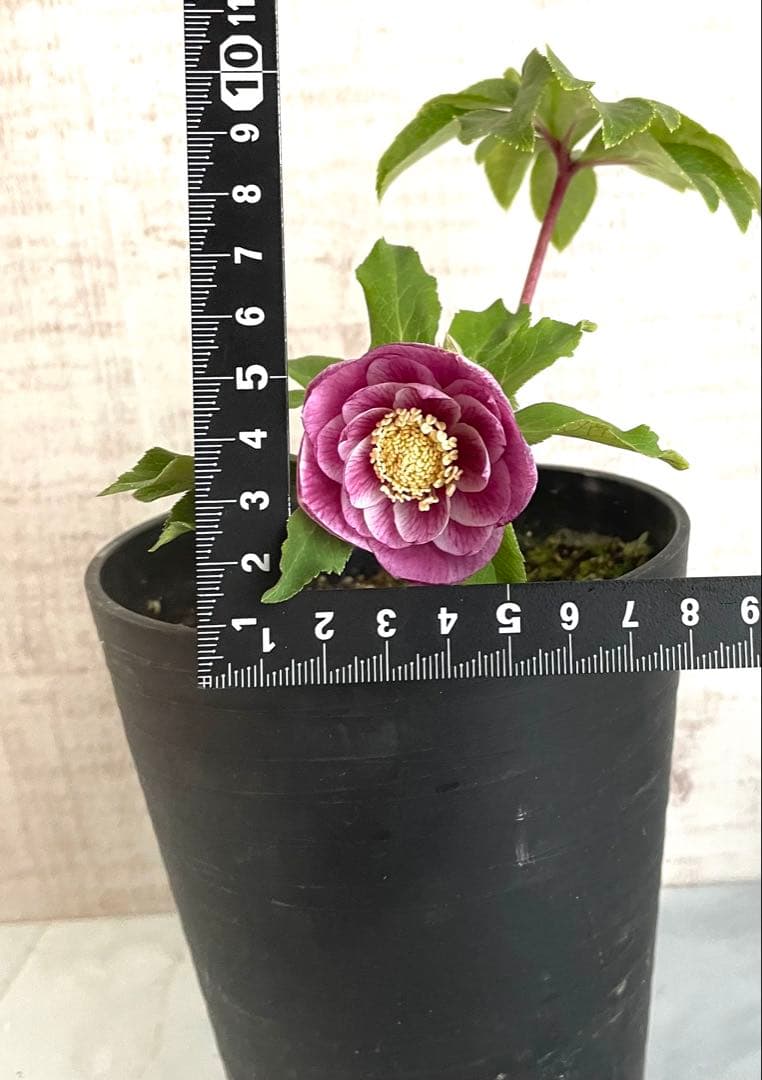 専用です。オキシ系　小輪ピンクゴールド&広瀬ピンクゴールド　２点