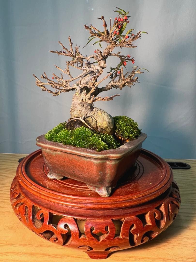 珍しい希少　小姓梅　ウメモドキ