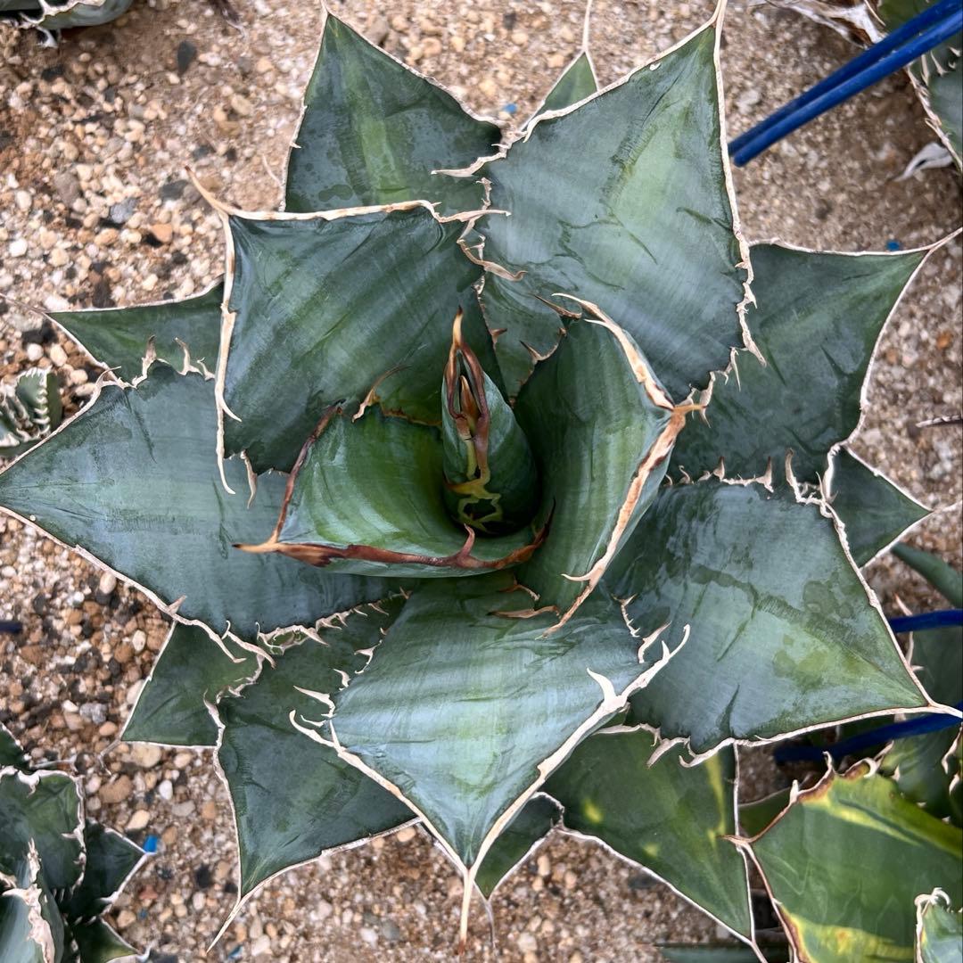 アガベ　チタノタ　大株　国産古株