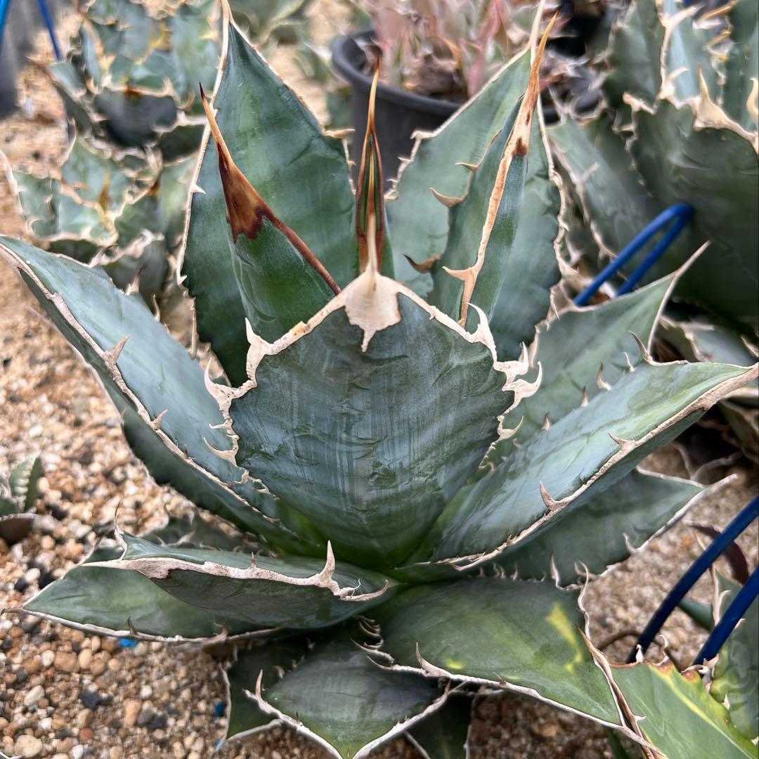 アガベ　チタノタ　大株　国産古株