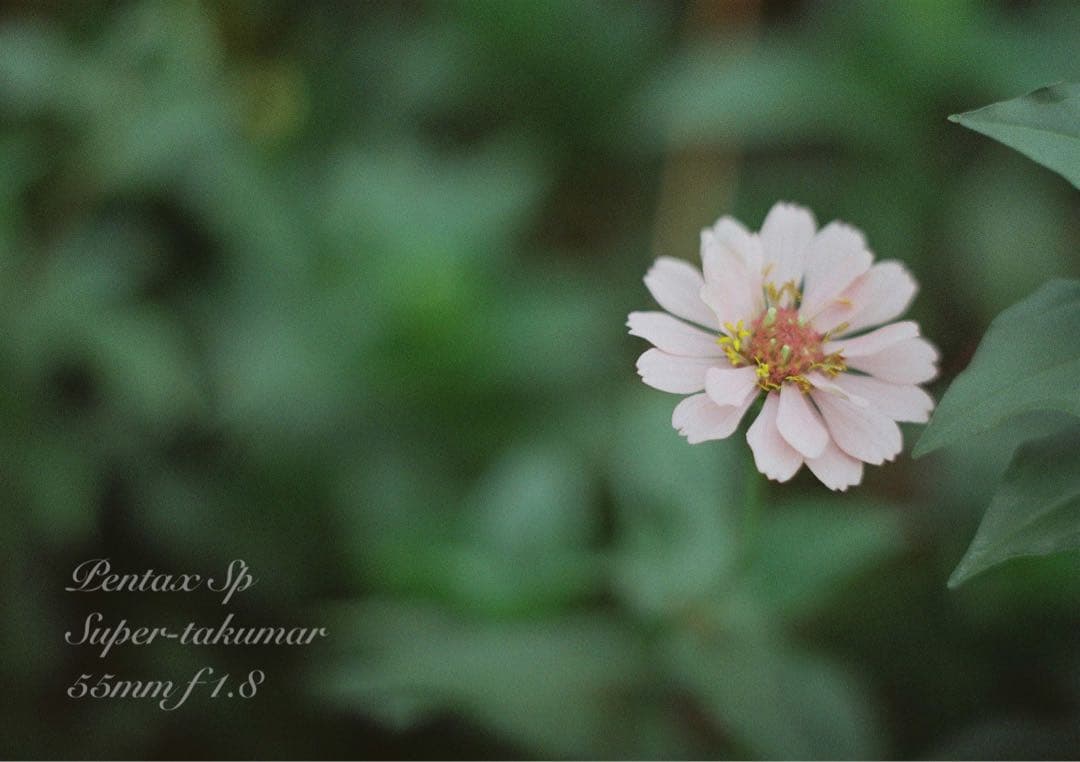 ★ブラウンベージュリザード本革外装★pentax sp ★完動＊美品＊初期保証