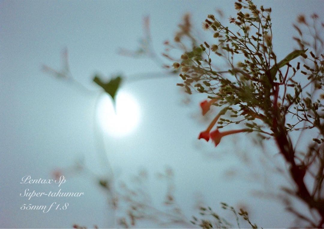 ★ブラウンベージュリザード本革外装★pentax sp ★完動＊美品＊初期保証